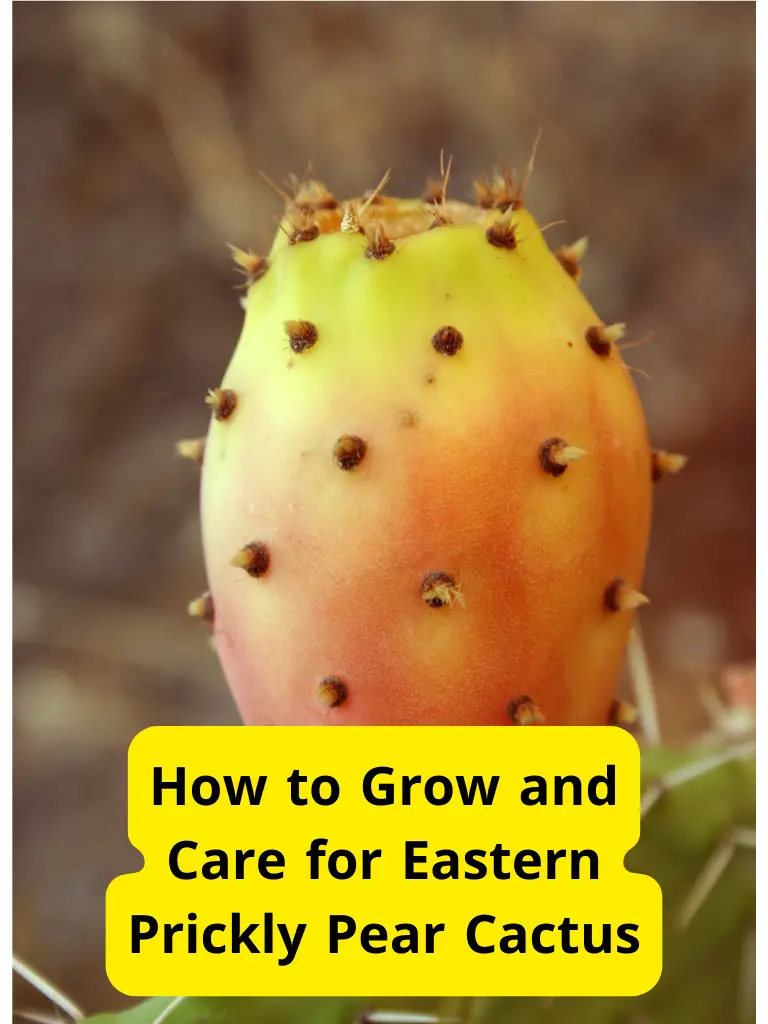 How to Grow and Care for Eastern Prickly Pear Cactus - Biofertilize