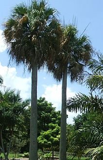 puerto rico palm
