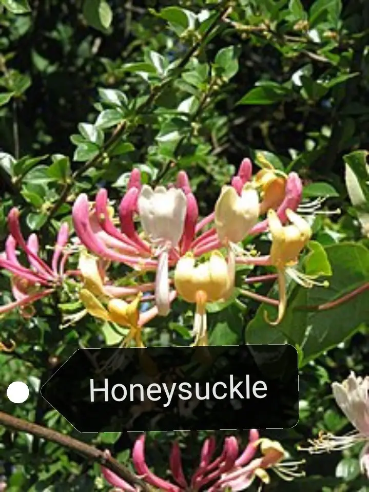 honeysuckle description propagatewater needs fertilize care and guid