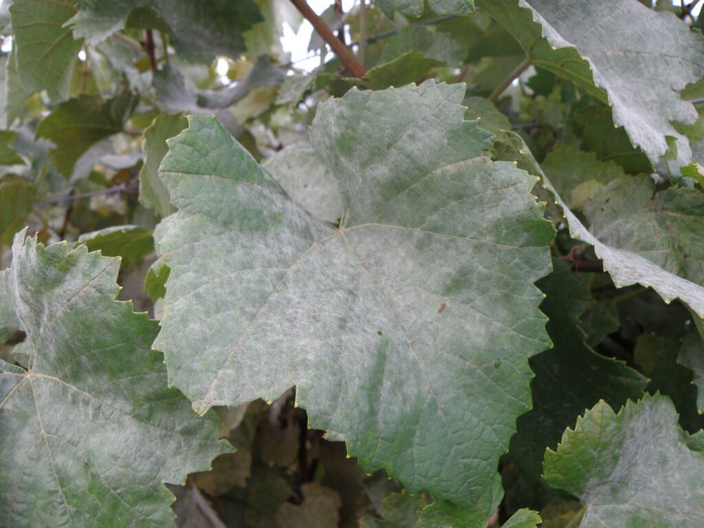 Powdery mildew of grapes control treatment and symptoms. 