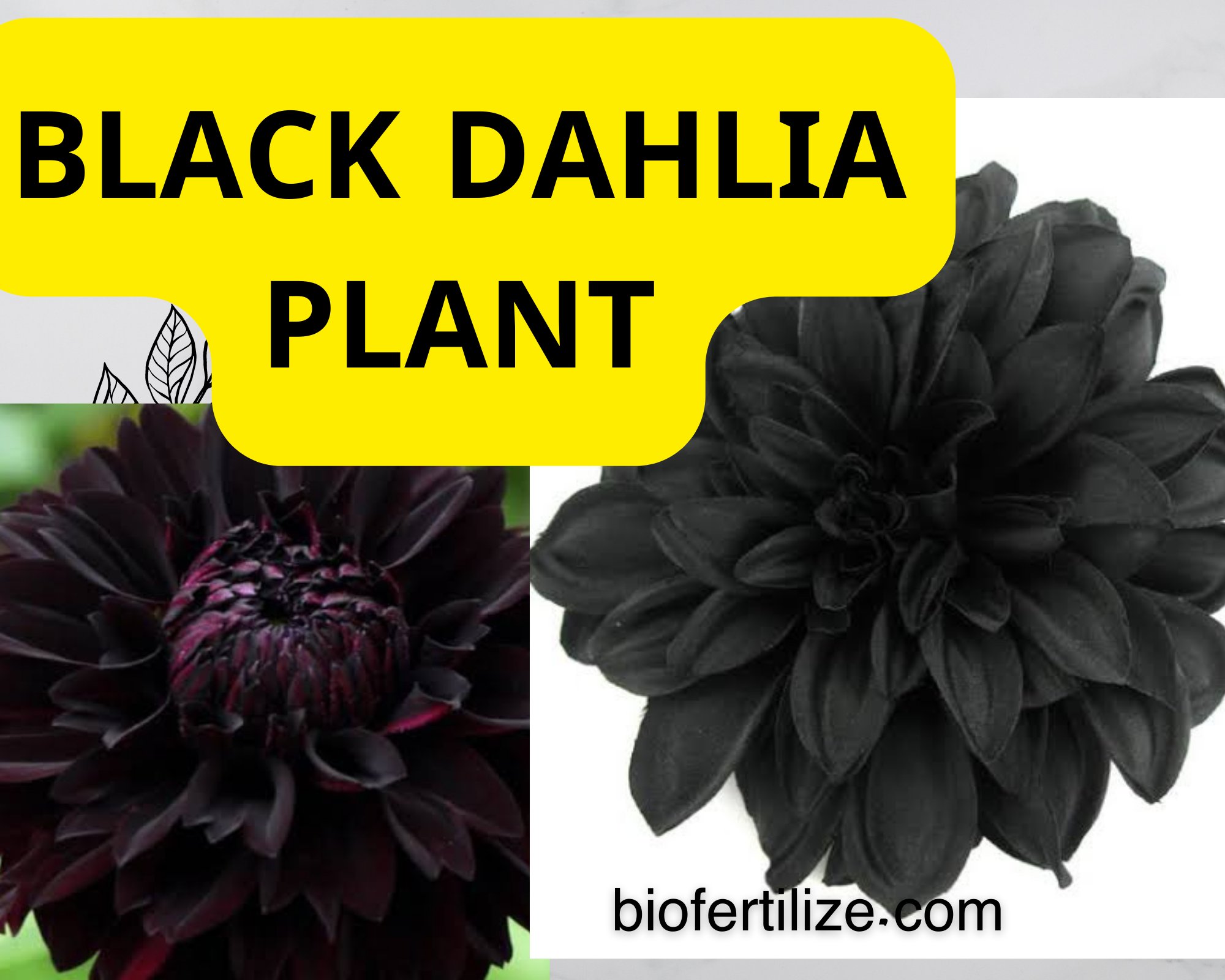 black dahlia plant flower probation uses  