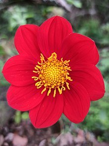 Red dahlia plant flower Propagation uses