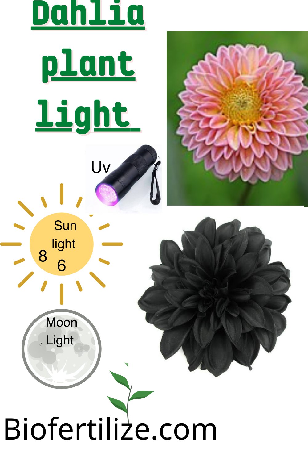 light requirements for dahlias