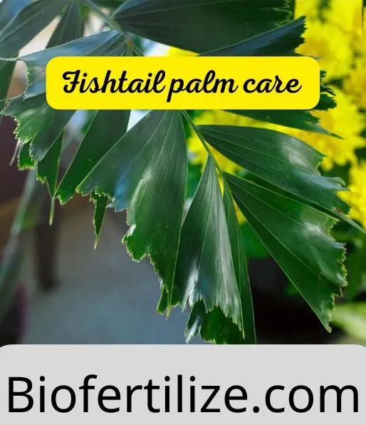 Fishtail palm care