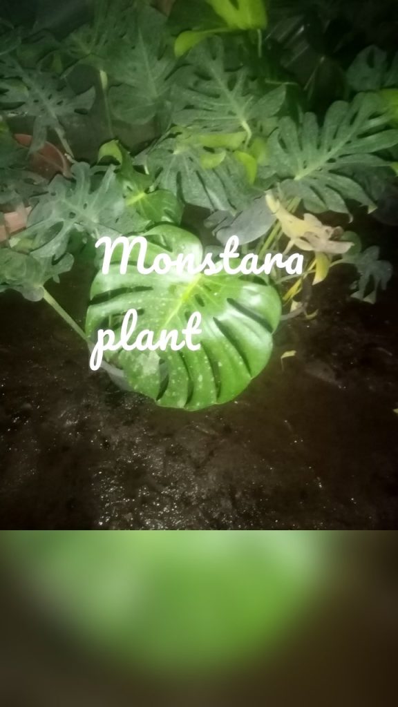 Monstara plant