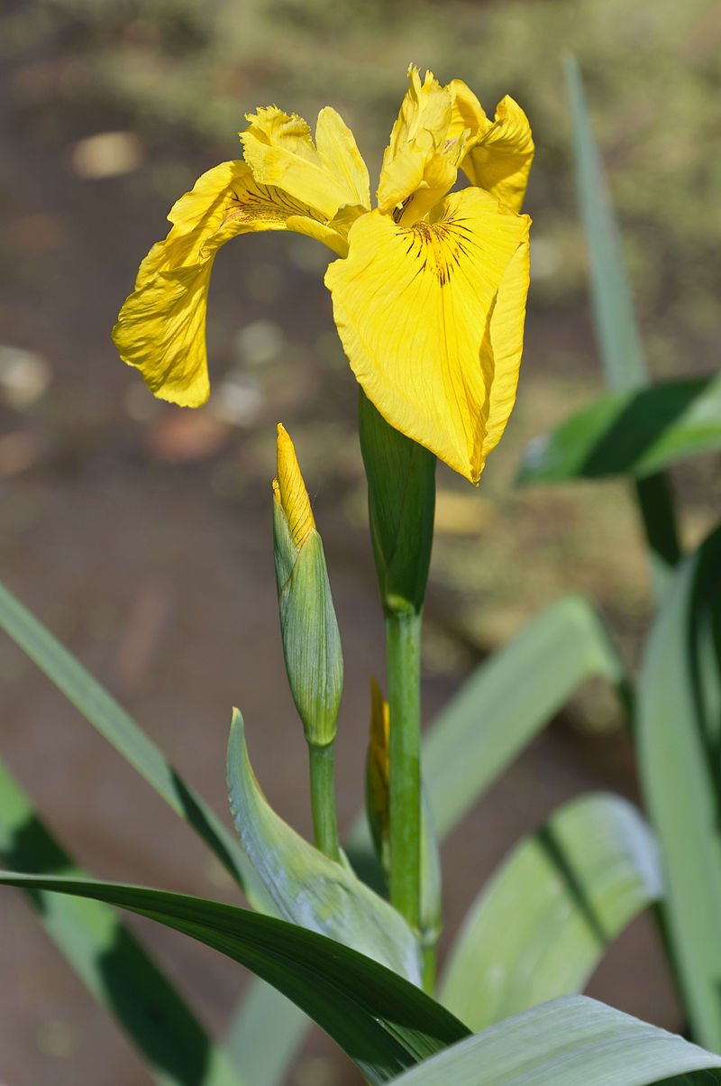 Yellow flag iris (Iris Pseudacorus) propagation and uses .