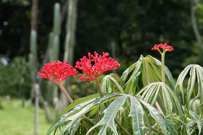Coral plant 