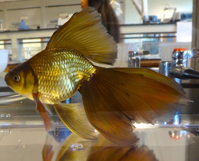 veiltail golden fish.