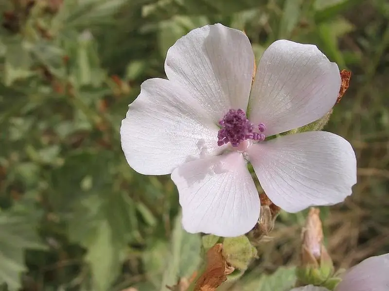How to Grow and Care for Marsh Mallow Plant  