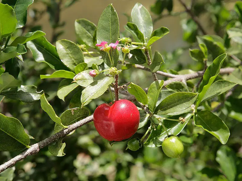 Barbados Cherry (Malpighia glabra) Care & grow