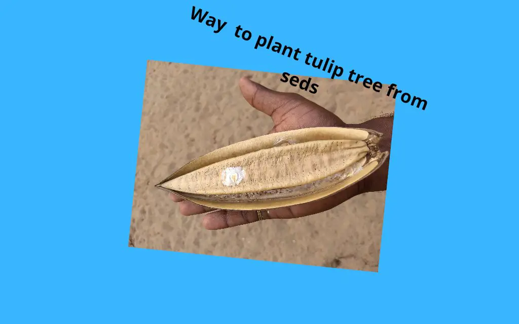 Tulip tree seeds 