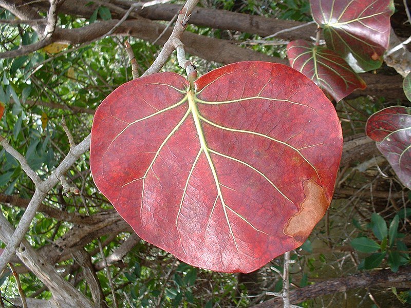 Coccoloba uvifera leaf 